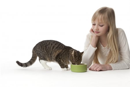 Чем правильно кормить кота