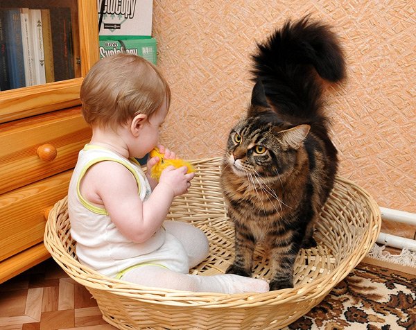 Кошка в одном доме с ребенком
