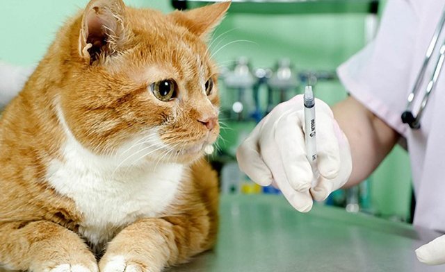 Нужна ли вакцинация домашним кошкам?