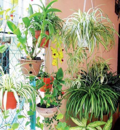 Какие растения полезны для дома