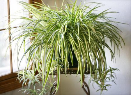 Какие растения полезны для дома