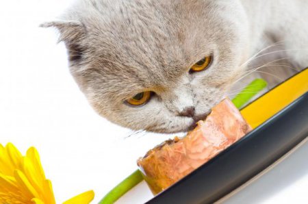 Как правильно кормить кота