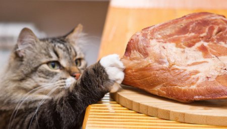 Как правильно кормить кота