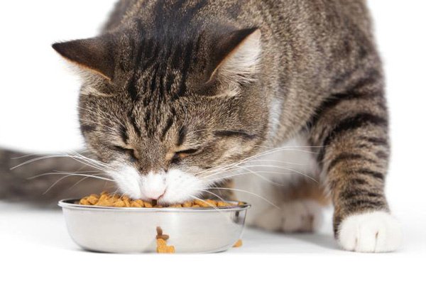 Советы экспертов по выбору корма для кошек